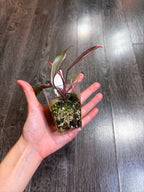 Philodendron Pink Princess Mutation - B