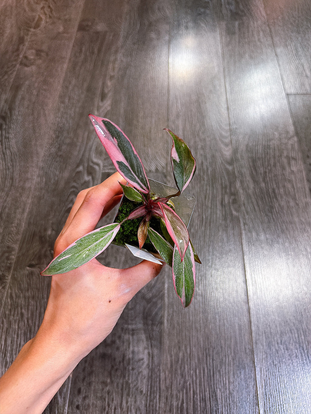 Philodendron Pink Princess Mutation - B