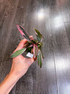 Philodendron Pink Princess Mutation - B