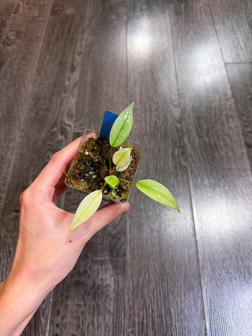 Philodendron Atabapoense Variegated（XS）