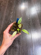 Philodendron Atabapoense Variegated（XS）