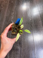 Philodendron Atabapoense Variegated（XS）