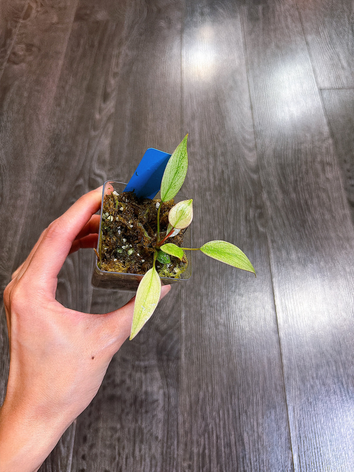 Philodendron Atabapoense Variegated（XS）