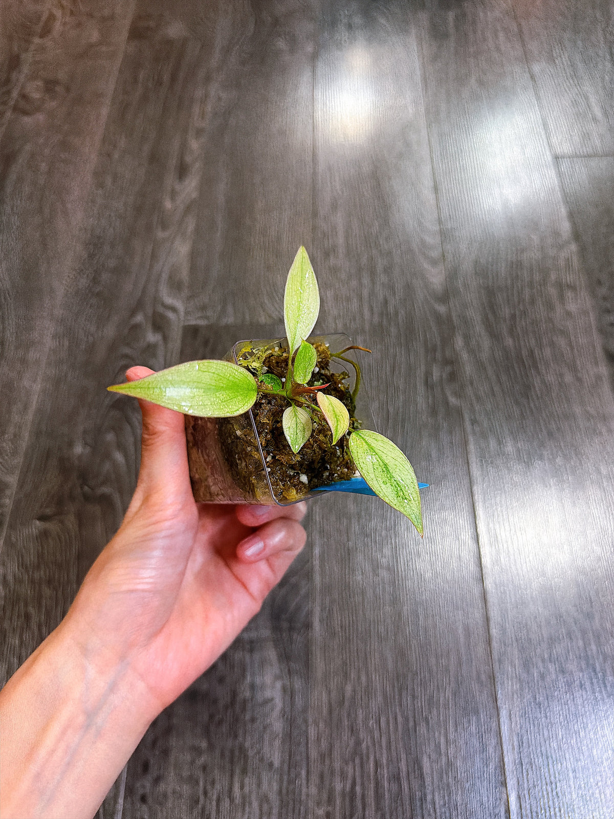 Philodendron Atabapoense Variegated（XS）