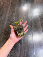 Philodendron Atabapoense Variegated（XS）
