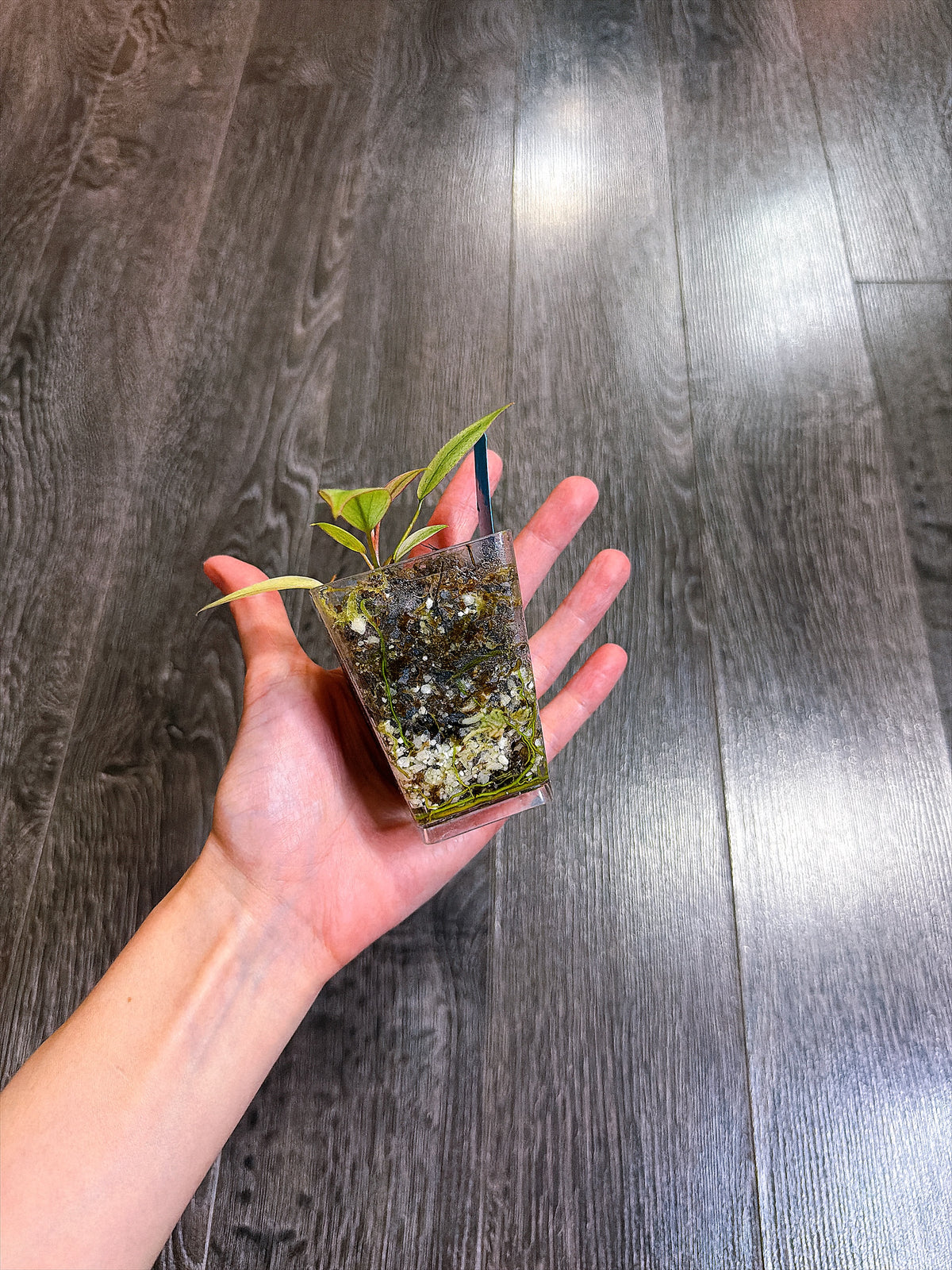Philodendron Atabapoense Variegated（XS）