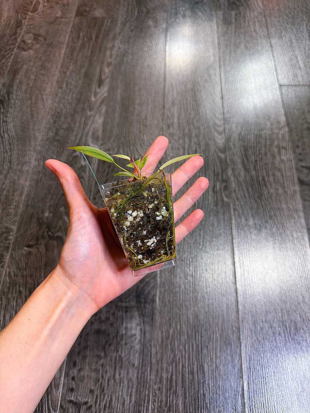 Philodendron Atabapoense Variegated（XS）