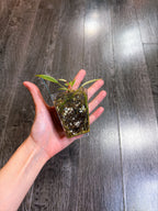 Philodendron Atabapoense Variegated（XS）