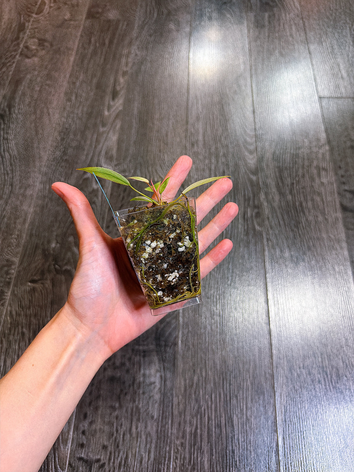 Philodendron Atabapoense Variegated（XS）