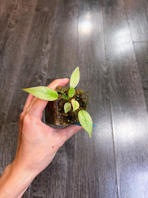 Philodendron Atabapoense Variegated（XS）