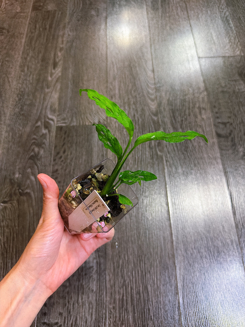 Monstera Obliqua Peru（S）