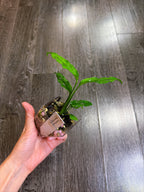 Monstera Obliqua Peru（S）