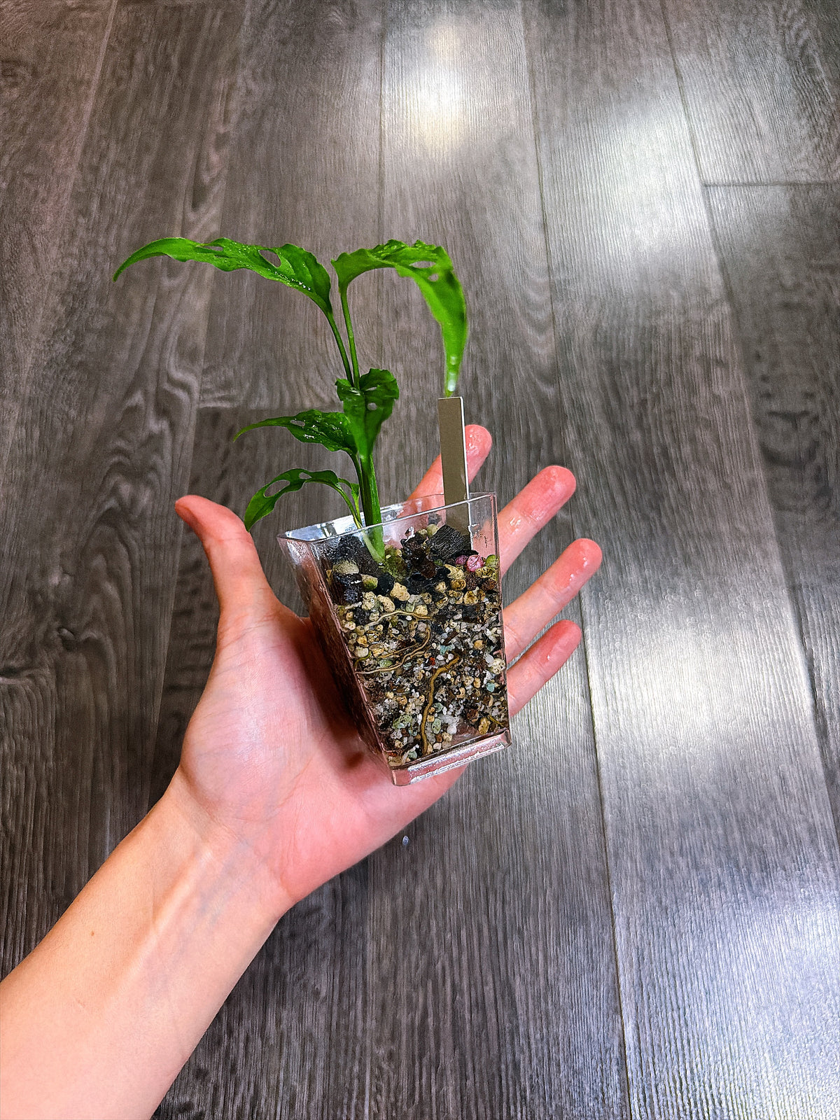 Monstera Obliqua Peru（S）