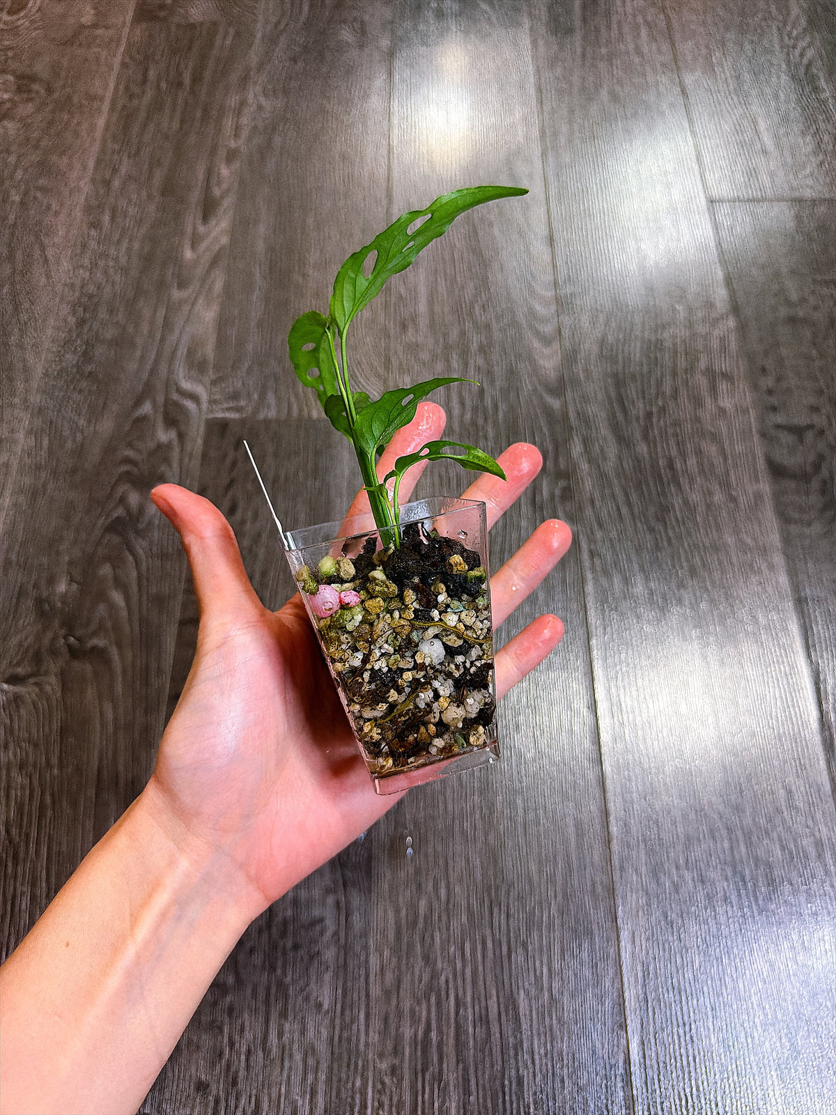 Monstera Obliqua Peru（S）