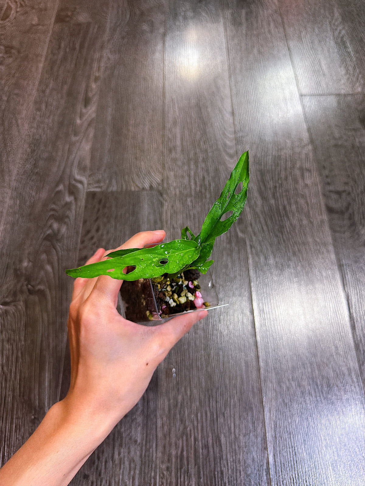 Monstera Obliqua Peru（S）