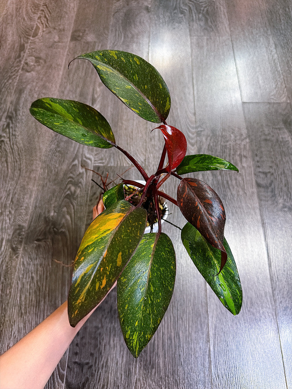 Philodendron Orange Princess Variegated - Local Pickup and Delivery Only