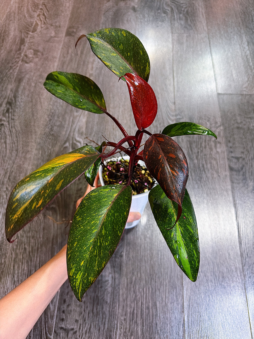 Philodendron Orange Princess Variegated - Local Pickup and Delivery Only