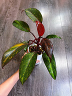 Philodendron Orange Princess Variegated - Local Pickup and Delivery Only
