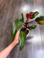 Philodendron Orange Princess Variegated - Local Pickup and Delivery Only