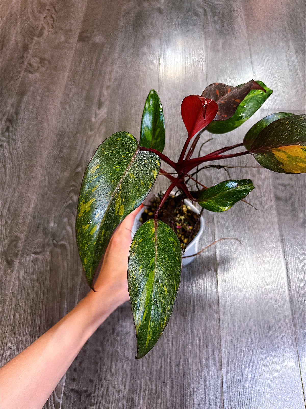 Philodendron Orange Princess Variegated - Local Pickup and Delivery Only