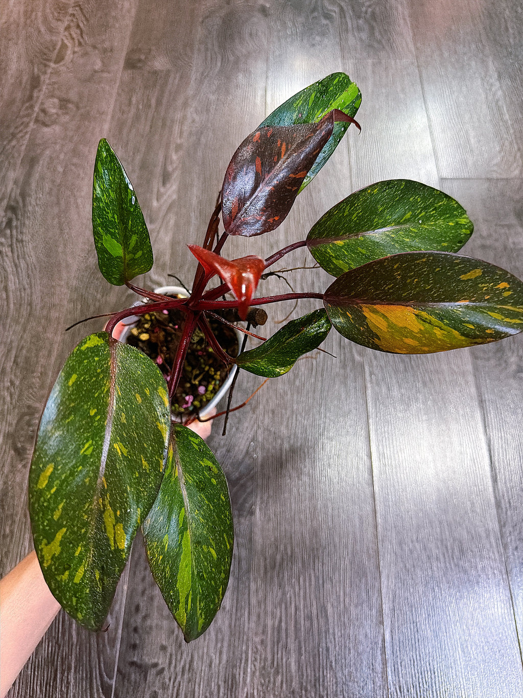 Philodendron Orange Princess Variegated - Local Pickup and Delivery Only