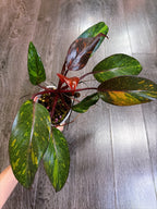 Philodendron Orange Princess Variegated - Local Pickup and Delivery Only