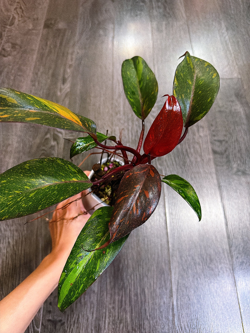 Philodendron Orange Princess Variegated - Local Pickup and Delivery Only