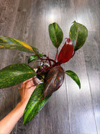 Philodendron Orange Princess Variegated - Local Pickup and Delivery Only