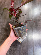 Philodendron Orange Princess Variegated - Local Pickup and Delivery Only