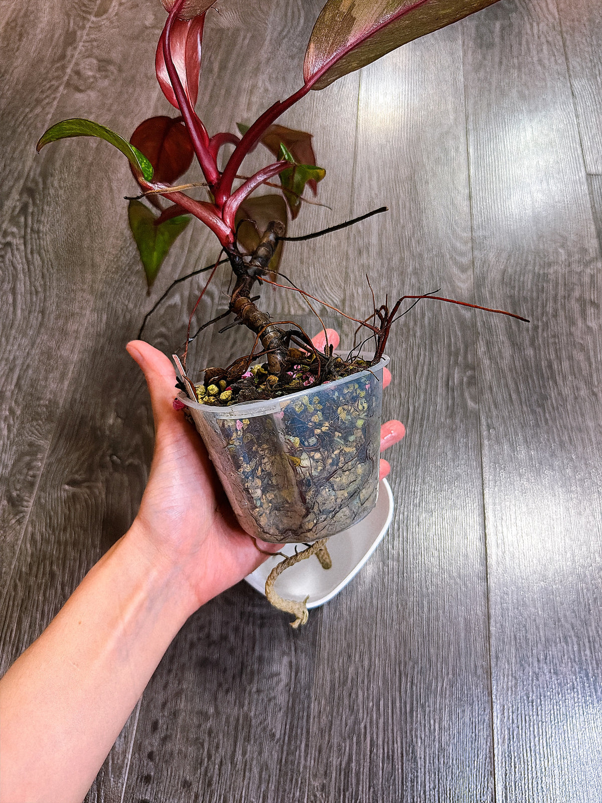 Philodendron Orange Princess Variegated - Local Pickup and Delivery Only