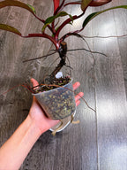 Philodendron Orange Princess Variegated - Local Pickup and Delivery Only