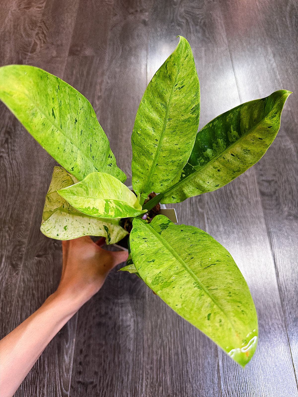 Philodendron Orlando Variegated - Local Pickup and Delivery Only