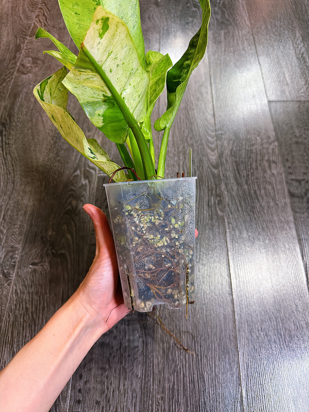 Philodendron Orlando Variegated - Local Pickup and Delivery Only