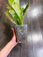 Philodendron Orlando Variegated - Local Pickup and Delivery Only