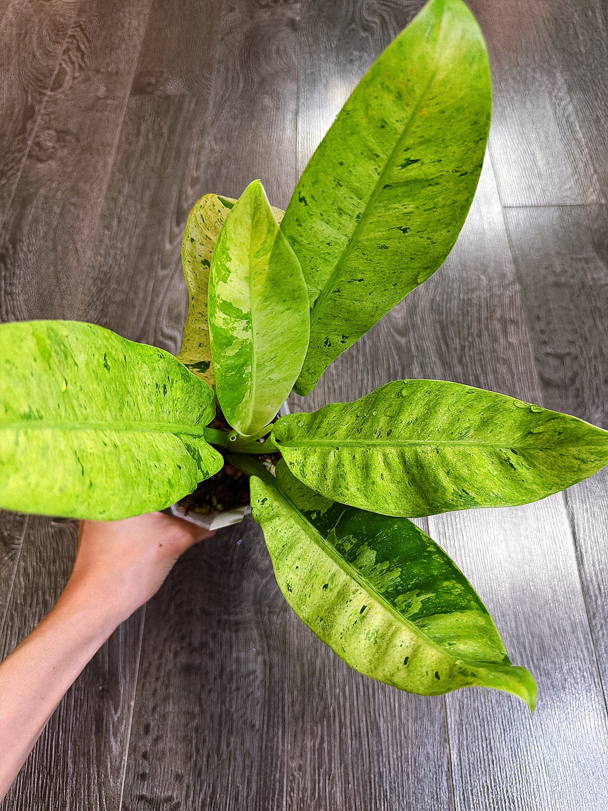 Philodendron Orlando Variegated - Local Pickup and Delivery Only