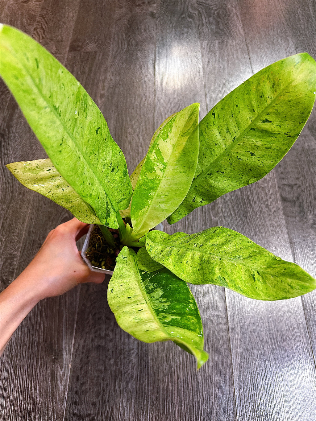 Philodendron Orlando Variegated - Local Pickup and Delivery Only