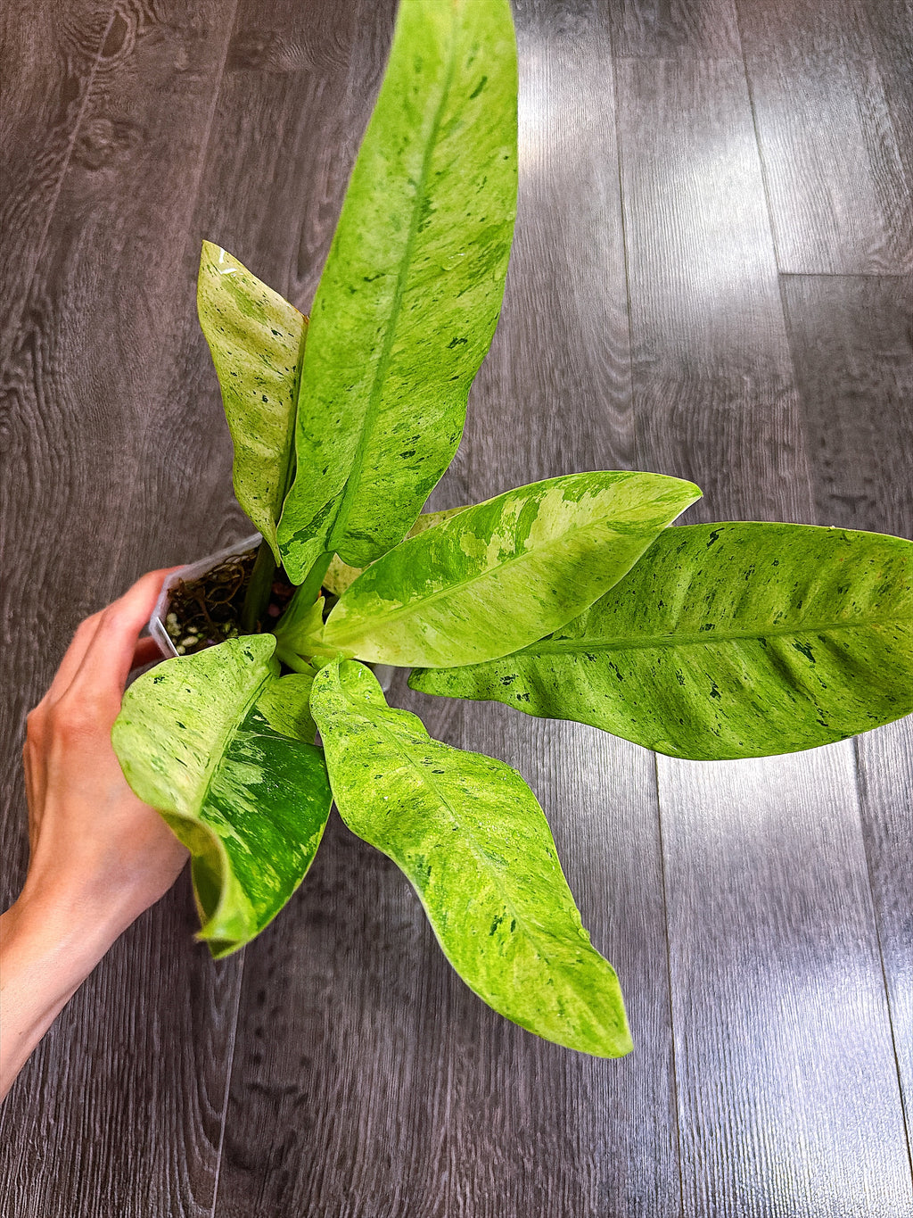 Philodendron Orlando Variegated - Local Pickup and Delivery Only