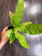 Philodendron Orlando Variegated - Local Pickup and Delivery Only