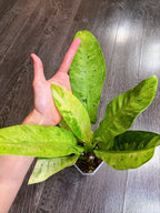 Philodendron Orlando Variegated - Local Pickup and Delivery Only