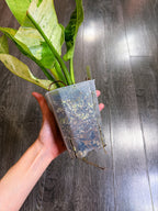 Philodendron Orlando Variegated - Local Pickup and Delivery Only