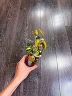 Philodendron Micans Variegated