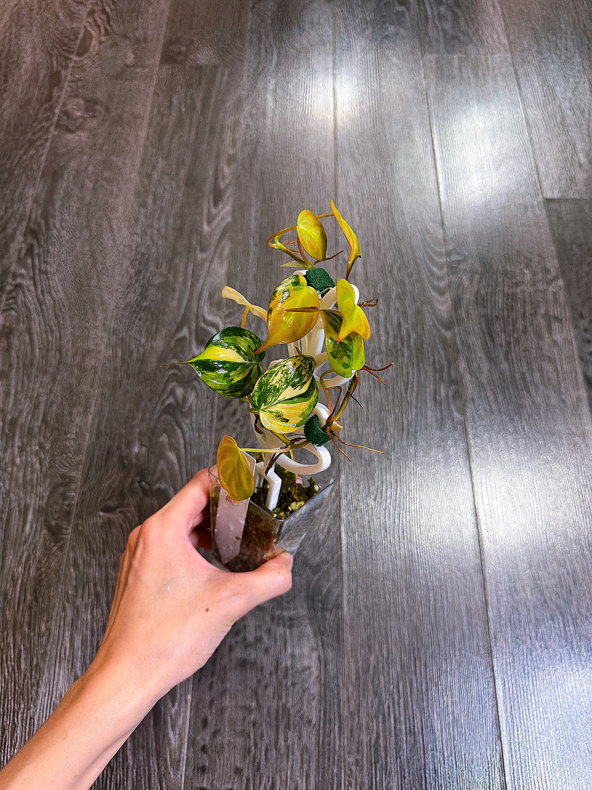 Philodendron Micans Variegated