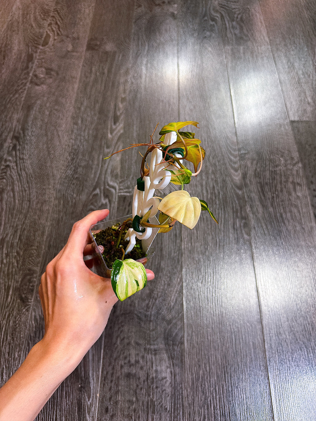 Philodendron Micans Variegated