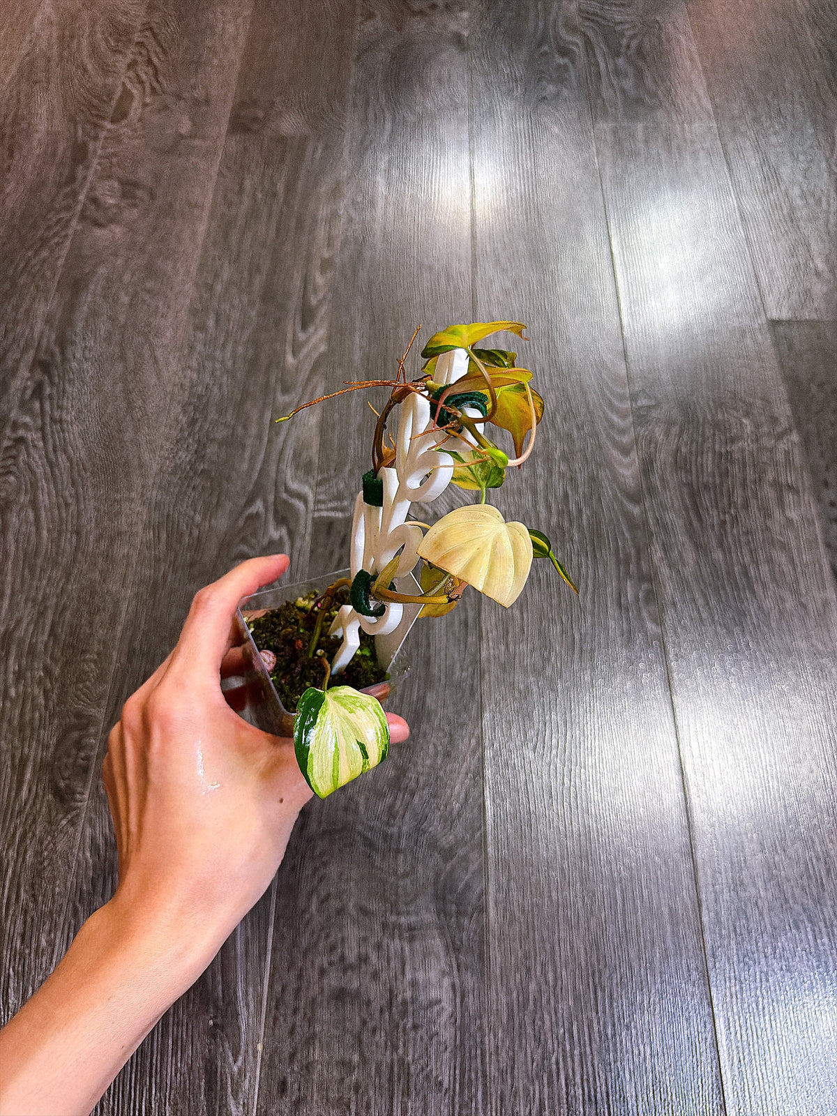 Philodendron Micans Variegated