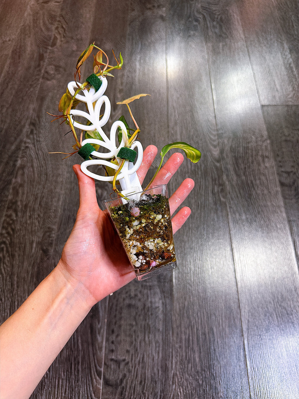 Philodendron Micans Variegated