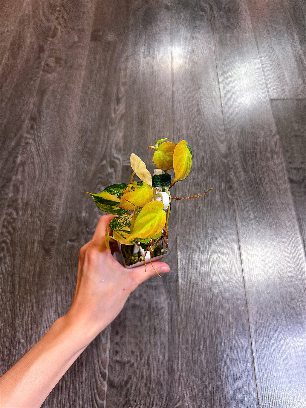 Philodendron Micans Variegated