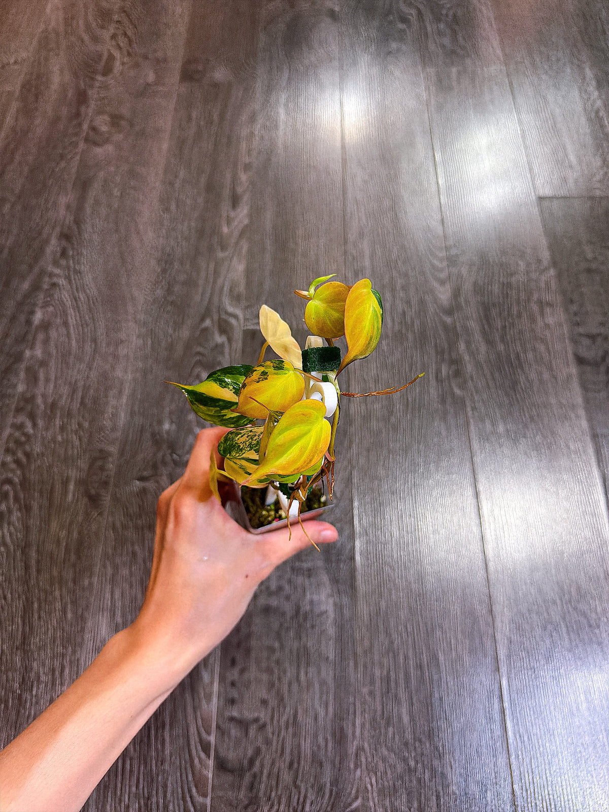 Philodendron Micans Variegated
