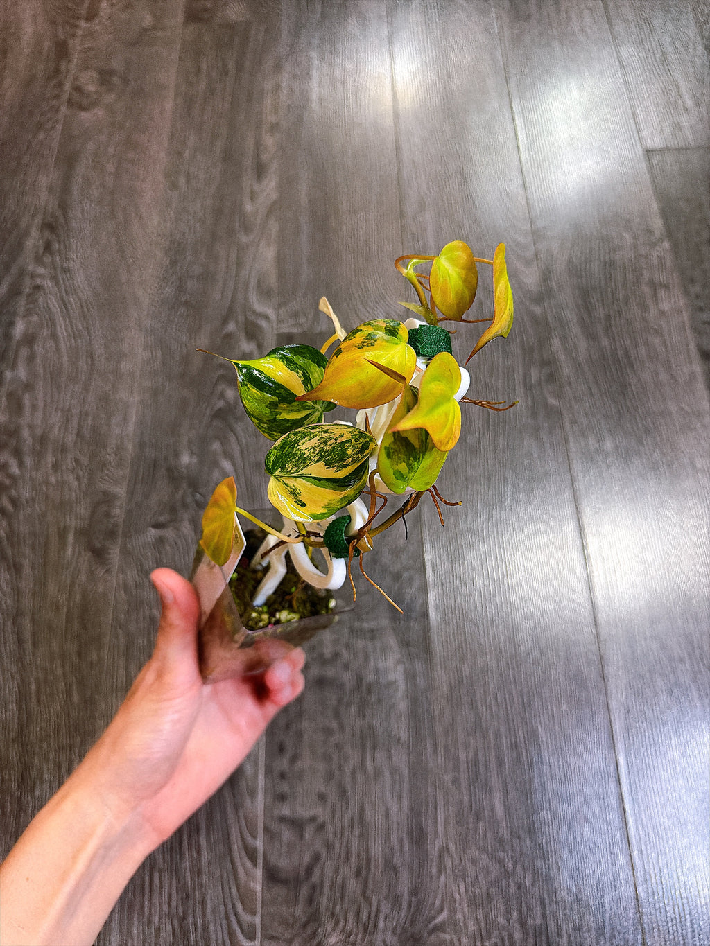 Philodendron Micans Variegated