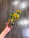 Philodendron Micans Variegated