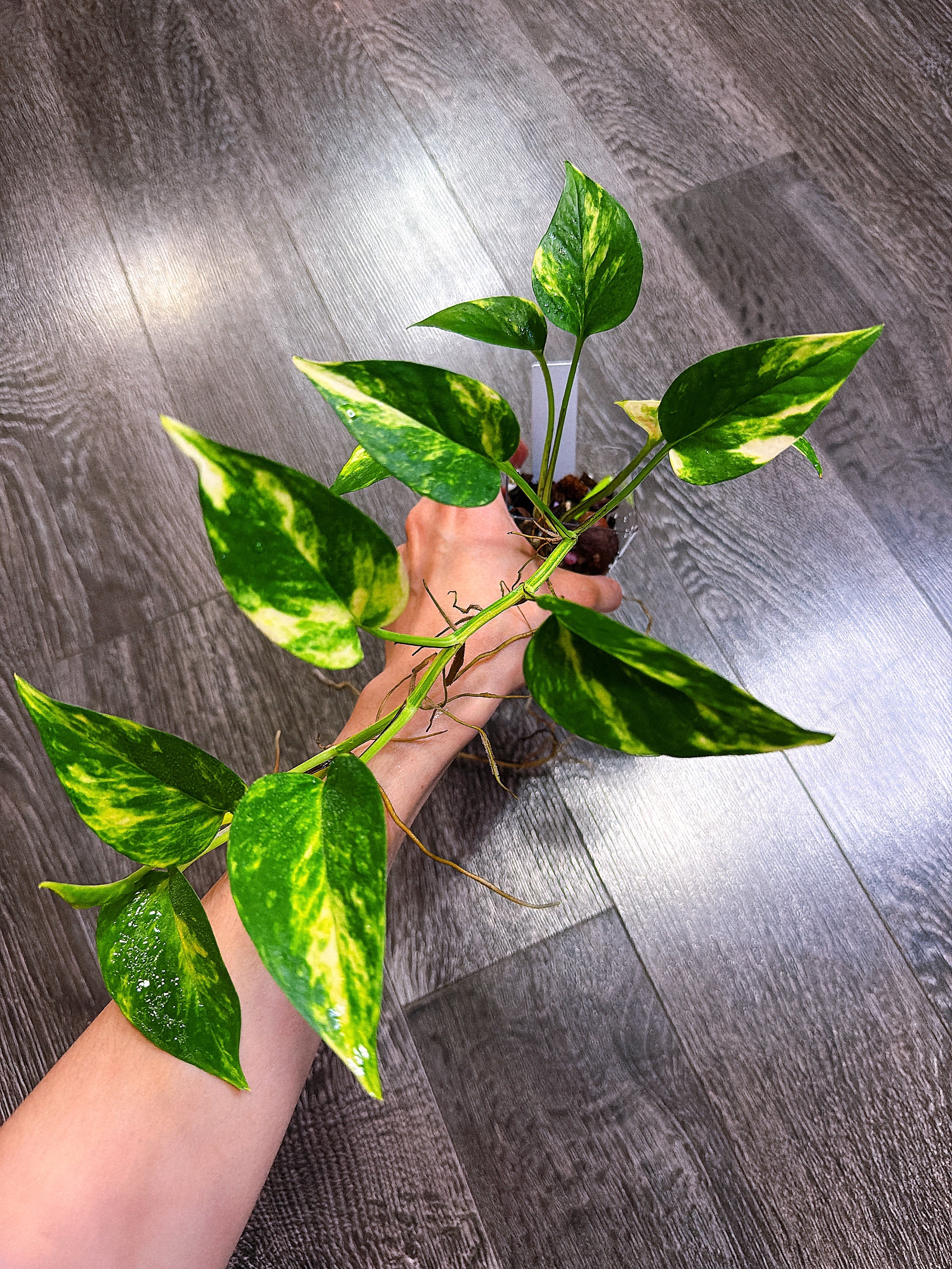 Teruno Bumpy Pothos（Qty : Five Available）